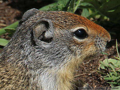 Uinta Ground Squirrel (Urocitellus armatus) - Adult