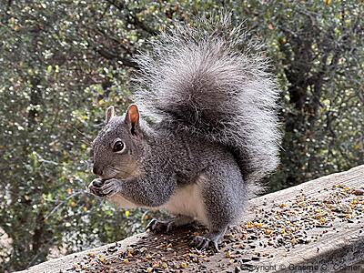 Western Gray Squirrel (Sciurus griseus) - Adult