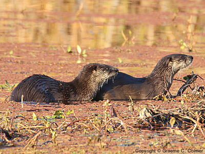 River Otter (Lontra canadensis) - Adults
