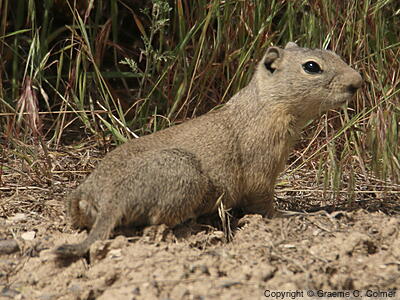 Belding's Ground Squirrel (Urocitellus beldingi) - Adult