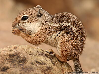 Harris's Antelope Squirrel (Ammospermophilus harrisii) - Adult
