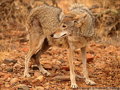 Coyote (Canis latrans) - Adult