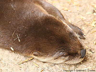 River Otter (Lontra canadensis) - Adult