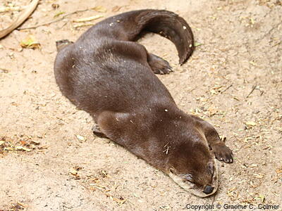 River Otter (Lontra canadensis) - Adult
