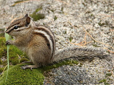 Townsend's Chipmunk (Neotamias townsendii) - Adult