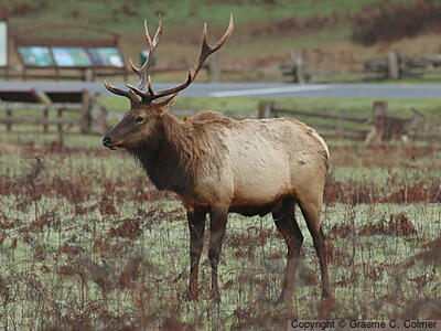 Elk (Cervus canadensis) - Adult male
