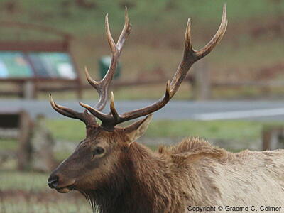 Elk (Cervus canadensis) - Adult male