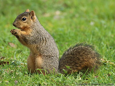 Eastern Fox Squirrel (Sciurus niger) - Adult