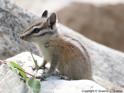 Uinta Chipmunk (Neotamias umbrinus) - Adult