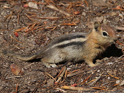 Golden-mantled Ground Squirrel (Callospermophilus lateralis) - Adult