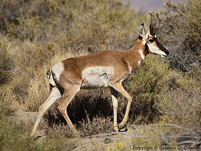 Pronghorn (Antilocapra americana) - Adult male