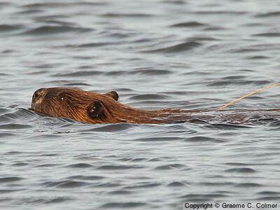 American Beaver (Castor canadensis) - Adult