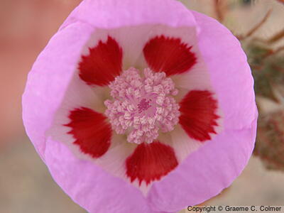Desert Five-spot (Eremalche rotundifolia) - Desert Five-Spot