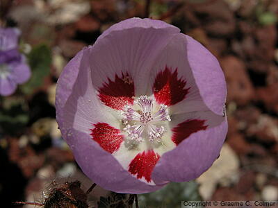 Desert Five-spot (Eremalche rotundifolia) - Desert Five-Spot