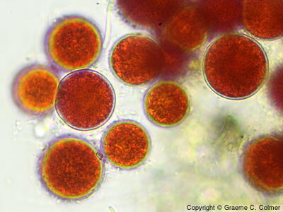 Haematococcus pluvialis - Haematococcus pluvialis