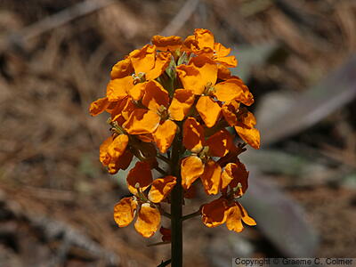 Coast Wallflower (Erysimum capitatum) - Western wallflower