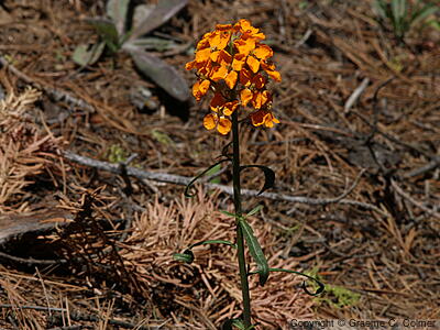 Coast Wallflower (Erysimum capitatum) - Western wallflower