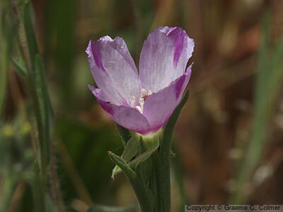 Winecup Clarkia (Clarkia purpurea) - Winecup Clarkia