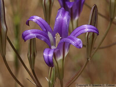 Crown Brodiaea (Brodiaea coronaria) - Crown Brodiaea