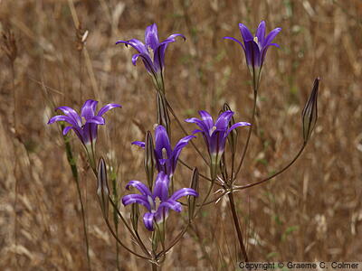 Crown Brodiaea (Brodiaea coronaria) - Crown Brodiaea