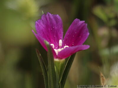 Winecup Clarkia (Clarkia purpurea) - Winecup Clarkia