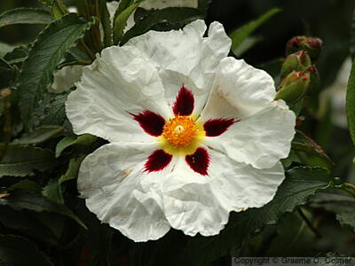 Common Gum Cistus (Cistus ladanifer) - Gum Rockrose