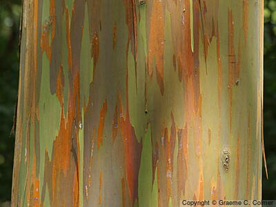 Indonesian Gum (Eucalyptus deglupta) - Tree trunk detail