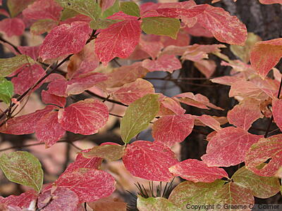 Pacific Dogwood (Cornus nuttallii) - Pacific Dogwood