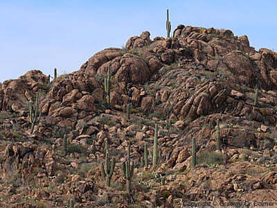 Saguaro (Carnegiea gigantea) - Saguaro