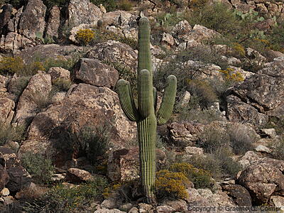 Saguaro (Carnegiea gigantea) - Saguaro