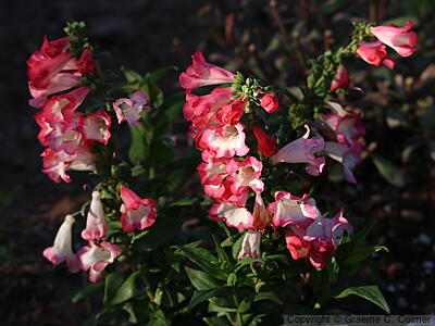 Baccharisleaf Beardtongue (Penstemon baccharifolius) - Rock Penstemon