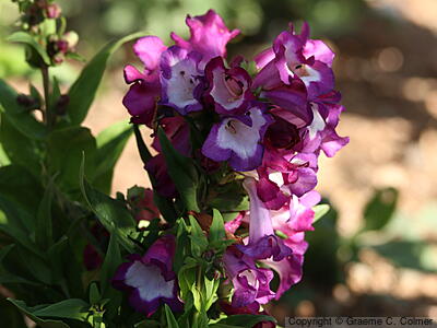 Baccharisleaf Beardtongue (Penstemon baccharifolius) - Rock Penstemon
