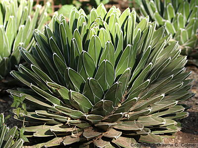 Queen Victoria Agave (Agave victoriae-reginae) - Queen Victoria Agave