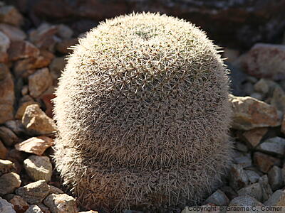Mammillaria dioica - Strawberry Cactus