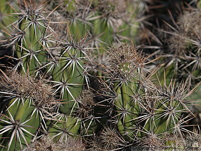 Dagger Cholla (Grusonia invicta) - Dagger Cholla