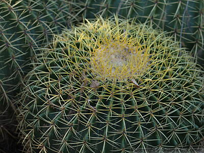 Echinocactus grusonii - Golden Barrel Cactus