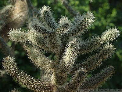 Cylindropuntia bigelovii - Teddy Bear Cholla