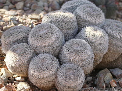 Mammillaria dioica - Strawberry Cactus
