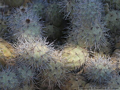 Tephrocactus alexanderi - Alexander's Tephrocactus