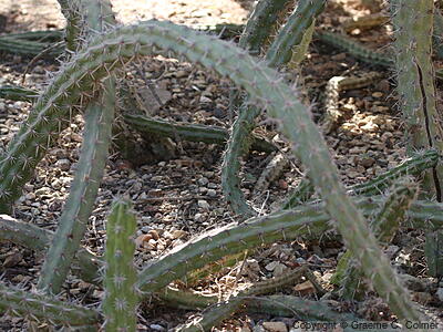 Stenocereus alamosensis - Octopus Cactus
