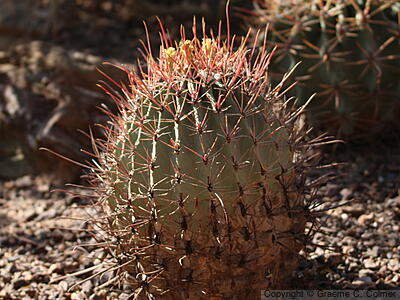 Emory's Barrel Cactus (Ferocactus emoryi) - Emory's Barrel Cactus