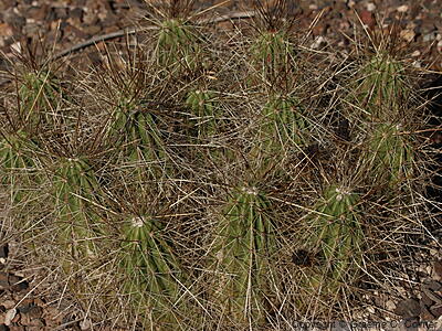 Engelmann's Hedgehog Cactus (Echinocereus engelmannii) - Strawberry Hedgehog Cactus