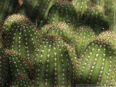 Echinopsis candicans - Argentine Giant