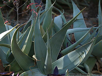 Coral Aloe (Aloe striata) - Coral Aloe