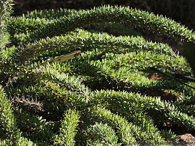 Octopus Plant (Didierea trollii) - Octopus Plant