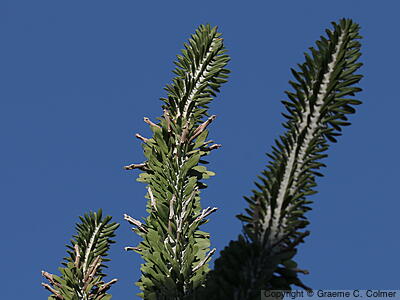 Madagascar Ocotillo (Alluaudia procera) - Madagascar Ocotillo