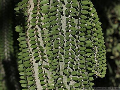 Madagascar Ocotillo (Alluaudia procera) - Madagascar Ocotillo