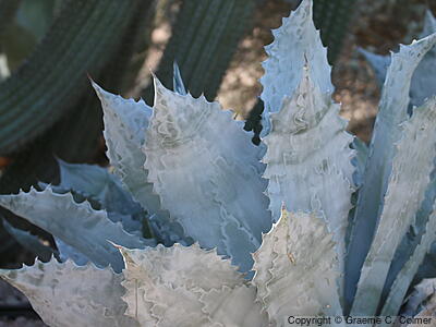 Mescal Ceniza (Agave colorata) - Mescal Ceniza