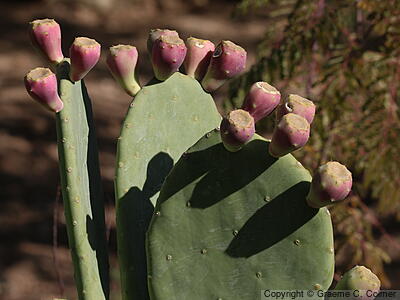 Opuntia stricta - Erect Prickly Pear