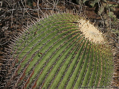 Echinocactus platyacanthus - Giant Barrel Cactus